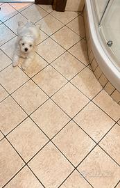 Maltese