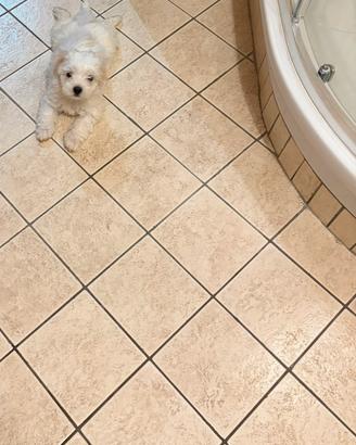 Maltese