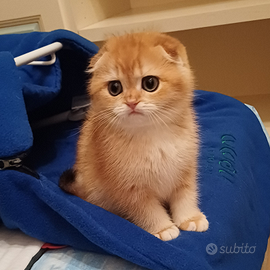 Gattino Scottish Fold Black Golden Shaded