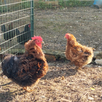 Cocingina nana riccia