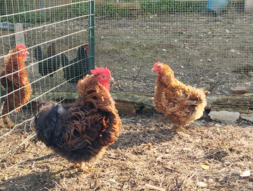 Cocingina nana riccia