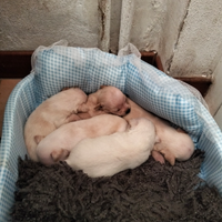 3 chiuaua di pura razza