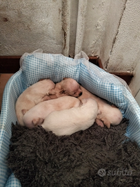 3 chiuaua di pura razza