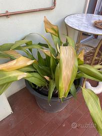 Pianta