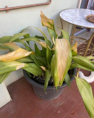 Pianta