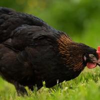 Marans nero ramato
