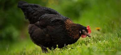 Marans nero ramato