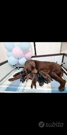 Cuccioli di labrador retriever