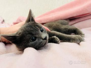 Gattini incrocio certosino