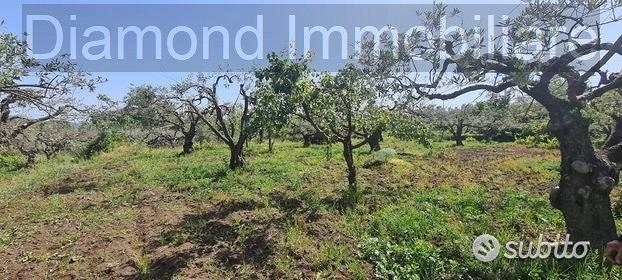 Terreno agricolo 3.200mq zona doc a castiglione - Vista 3