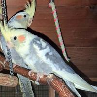 Calopsite portatori faccia pastello