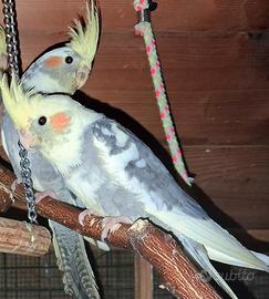 Calopsite portatori faccia pastello