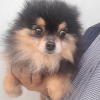Pomerania black and tan