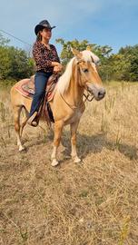 Cavalla haflinger