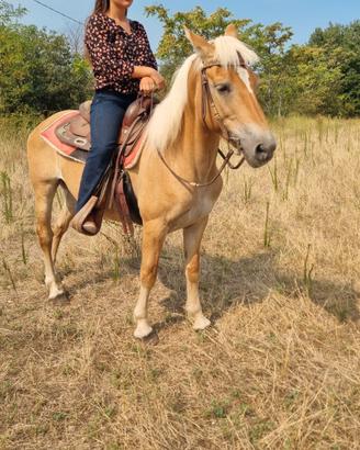 Cavalla haflinger