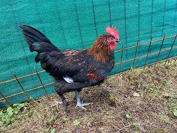 Galli razza marans copper