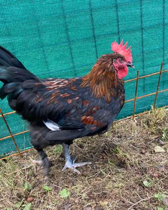 Galli razza marans copper