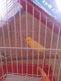 Canarino