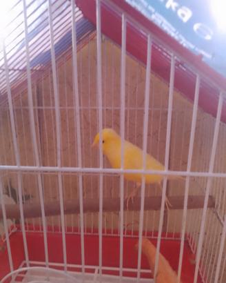 Canarino