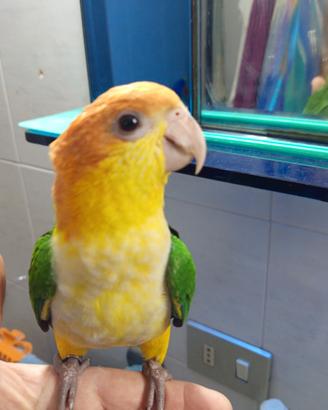 caicco testa gialla 
