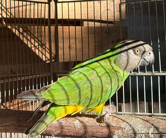 Parrocchetto del Senegal