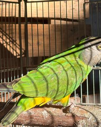 Parrocchetto del Senegal