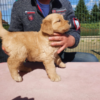 Disponibili cuccioli Golden Retriever