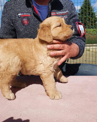 Disponibili cuccioli Golden Retriever