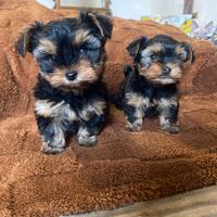 Yorkshire Terrier toy