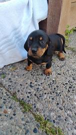 Bassotto nero focato