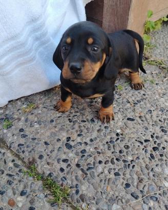 Bassotto nero focato