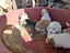 Immagine 6