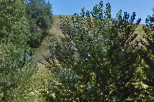 Terreno Agricolo - Novilara - Pesaro