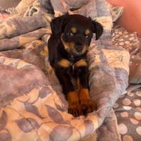 Cucciola di cane Pincer