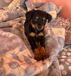 Cucciola di cane Pincer