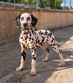 Femmina dalmata