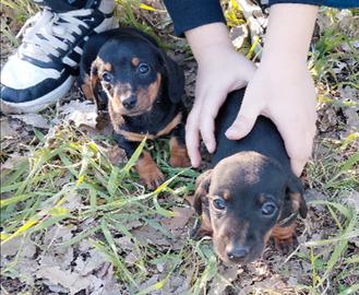 Bassotti kaninken -nano