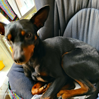 Pinscher maschio per accoppiamento