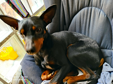 Pinscher maschio per accoppiamento