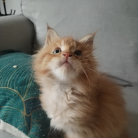 Cuccioli Maine Coon