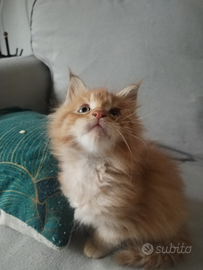 Cuccioli Maine Coon