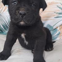 Cuccioli di cane corso