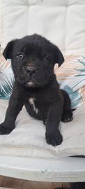 Cuccioli di cane corso