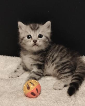 SIBERIANO 