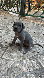 Cane corso