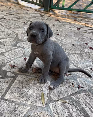 Cane corso