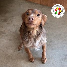 Zen muso buffo. splendido breton