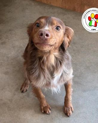 Zen muso buffo. splendido breton