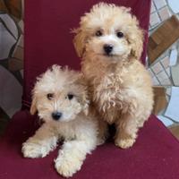Maltipoo
