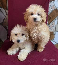 Maltipoo